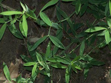 Lathyrus pratensis